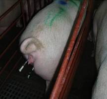 ai tech 10 catheter tw