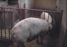 Repro oestrous sow interested