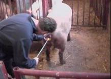 AI placing catheter