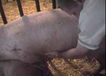 AI service stimulating sow
