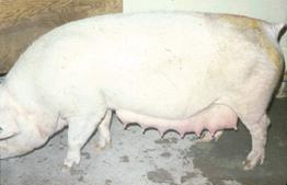 Pregnant sow