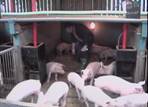 Checking pigs
