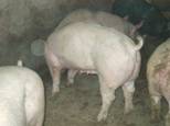 Gilt ham
