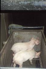 Moving  weaners