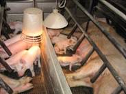Pig flow age piglets