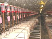 Sow Gestation barn