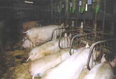 Sow tethers