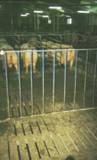 Sows modified stalls 2 IR