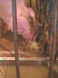 Feed sow controlled 4