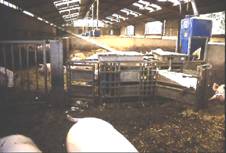 Electronic feeding station ESF Sow