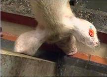 Sow wet feeding