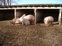 Sow outside lot1