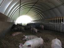 Hoop sows