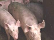 Description: Pig flow variable pig au