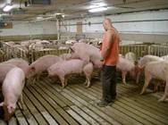 Description: Repro gilt boar man  check