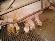 Description: farrow piglets just born k1