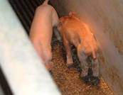 Description: C:\Documents and Settings\Administrator\Desktop\work\Work\Pictures\c-e\E. coli scour piglet.JPG