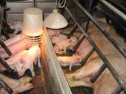 Description: Pig flow age piglets