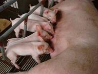 Description: Farrowing piglets ch