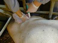 Description: Injection-i