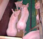 Description: D:\work\Pictures\F-g\Farrowing near weaning IR.jpg