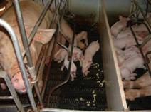 Description: Scour farr2