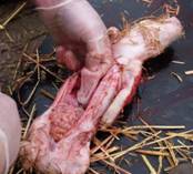 Description: D:\work\Pictures\F-g\Farrow born alive no milk 2.JPG