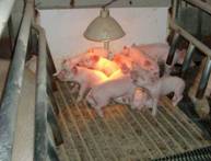 Description: Farr combined piglets