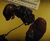 Repro mummified piglet