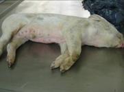 Dead in transit pig