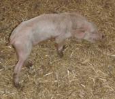 Salmonella PCV2 au weaner 3b