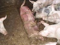 Dead pig