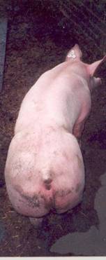 Boar conformation 1