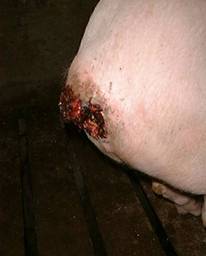Tail biten severe 2