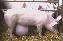 Hernia Umbilical too large 1