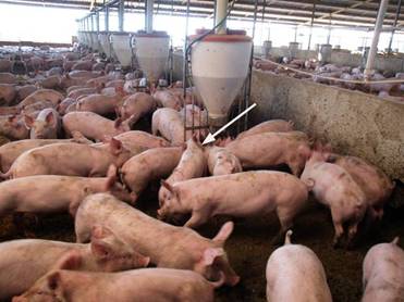 Feed insufficient grower arrow