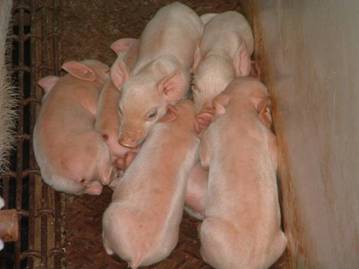 Air chilled piglets