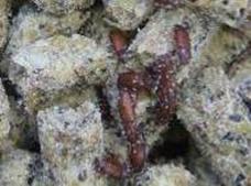 Feed Weevils au a1