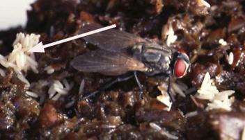 fly eggs arrow