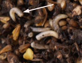 feed fly maggot arrow