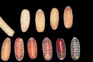 fly pupae