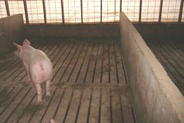 Floor finisher last  pig