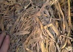 Floor Mouldy straw 3