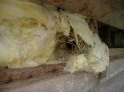 Air insulation bird nest