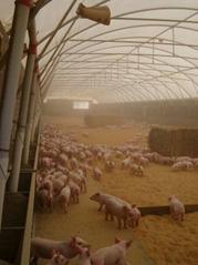 Air dust weaner 1