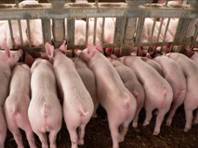 Feed fighting grower s eco au variable 1