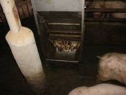 Feeder feaces kr.JPG