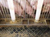 Feeder management tube good 2.JPG