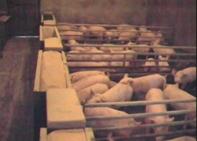 Feeders weaners too full