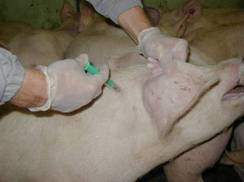 Injection-i